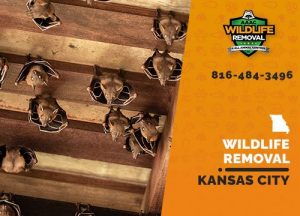 Kansas City Wildlife Removal professional removing pest animal