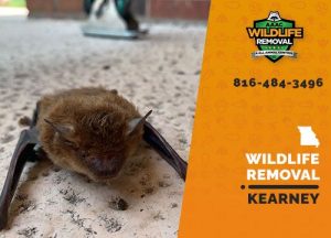 Kearney Wildlife Removal professional removing pest animal