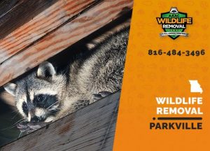 Parkville Wildlife Removal professional removing pest animal